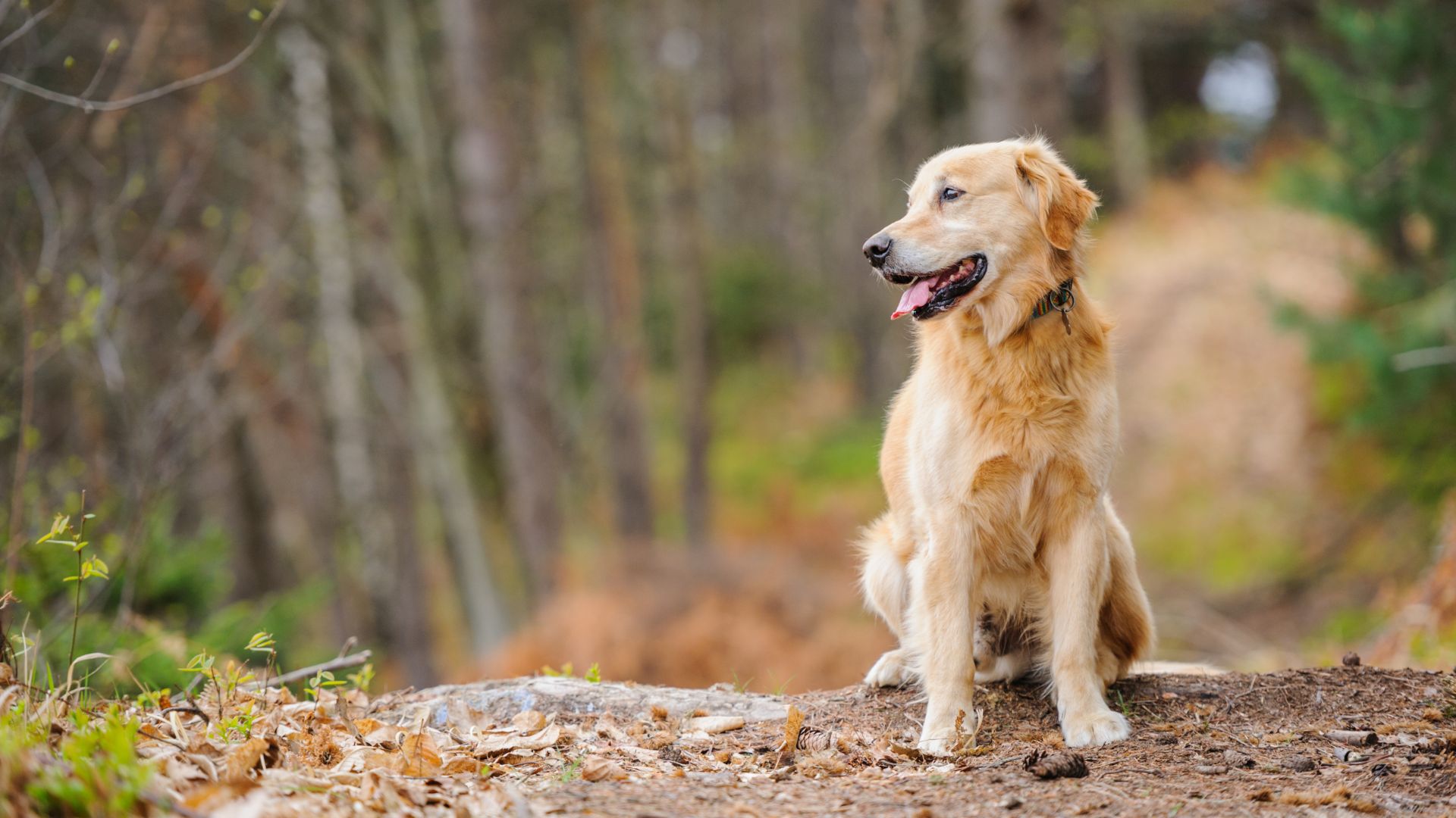 dog-in-forest-about