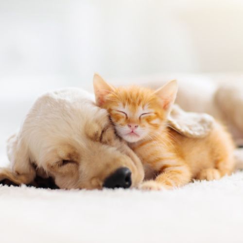 puppy and kitten-about