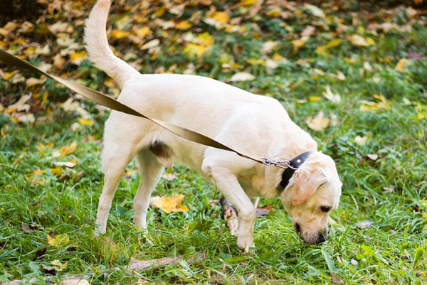 dog sniffing leaves
