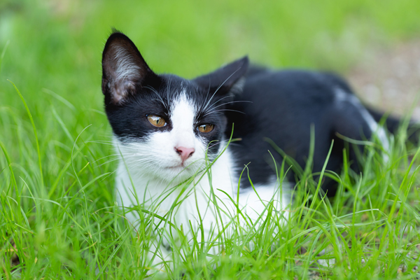 little cat sitting on the grass.