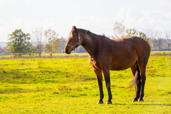 A closeup shot of a brown horse standing in a green field